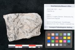 Foto (Objekt + Etikett) von Calamites sp.  (NHMW-GEO-2024-0188-11001)